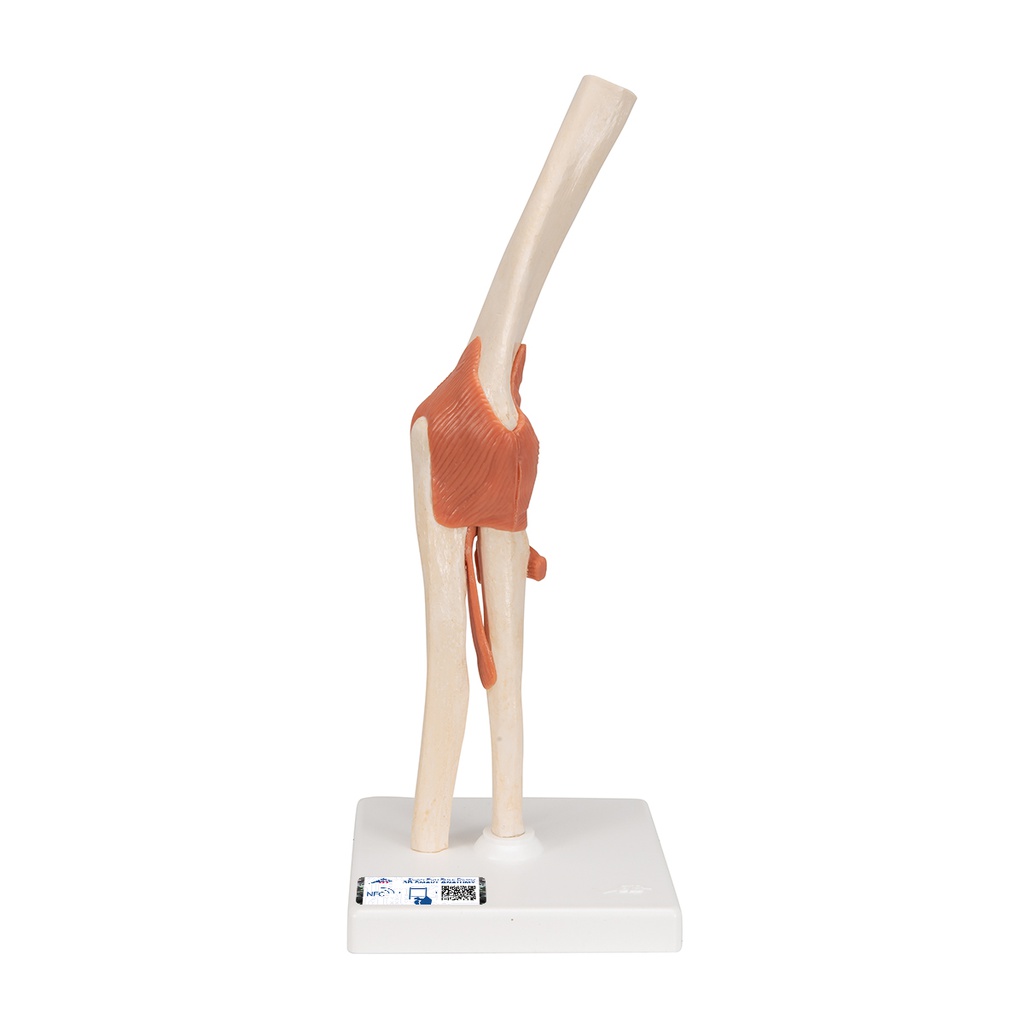 Model - Functional Elbow Joint, Deluxe