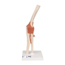 Model - Functional Elbow Joint, Deluxe