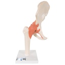 Modèle - Articulation fonctionnel de la hanche, Deluxe