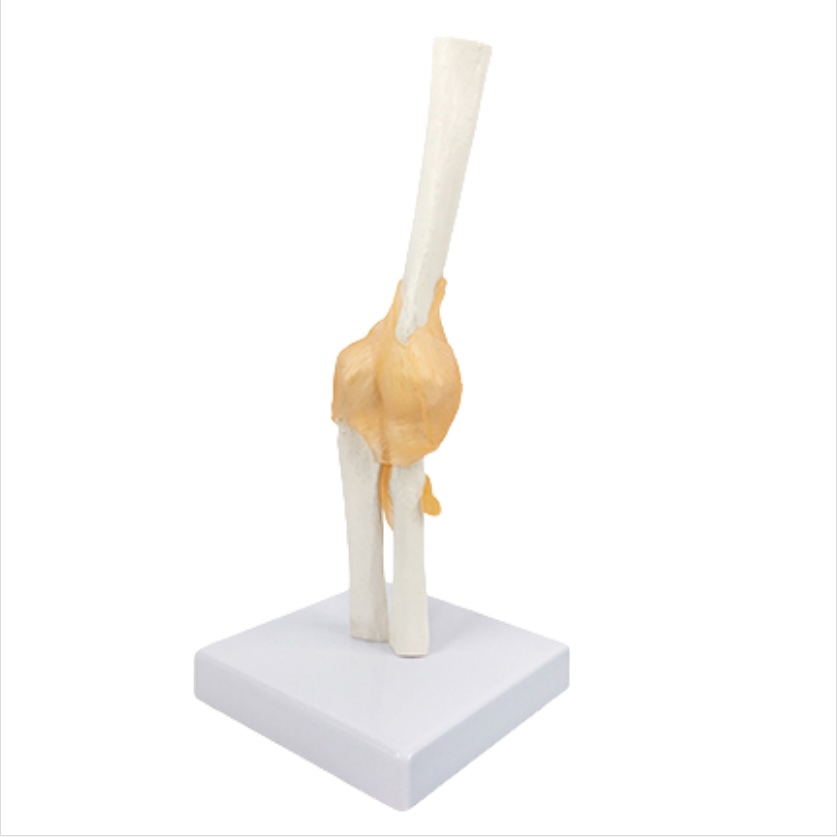 Modèle anatomique - Articulation fonctionnel du coude humain avec ligaments