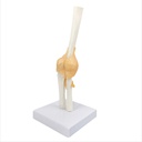 Modèle anatomique - Articulation fonctionnel du coude humain avec ligaments