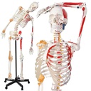 Modèle anatomique - Squelette avec colonne vertébrale flexible, marques musculaires et ligaments
