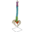 Didactic colored flexible spine w/pelvis and nerves - 85 cm