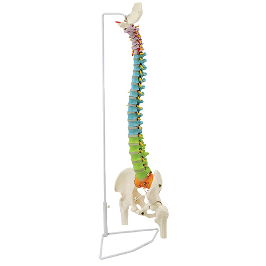 Modèle - Colonne vertébrale didactique flexible de luxe avec têtes fémorales, 85 cm