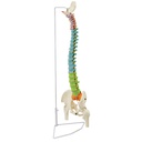 Modèle - Colonne vertébrale didactique flexible de luxe avec têtes fémorales, 85 cm