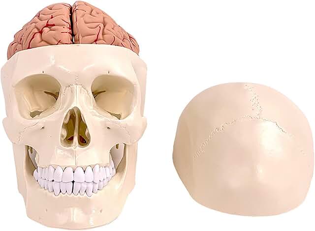 Human skull and brain -11 pieces