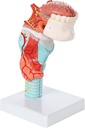 Larynx model with tongue and teeth (2x life size) - 5 parts