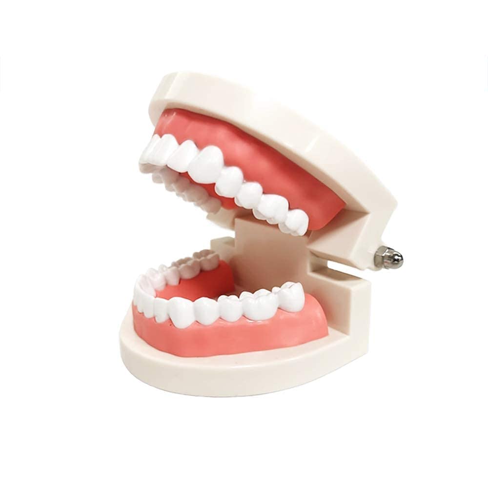Standard Dental Care Model (Life-Size)
