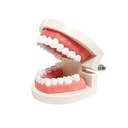 Standard Dental Care Model (Life-Size)