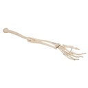 Anatomical model - Articulated Human Arm Skeleton