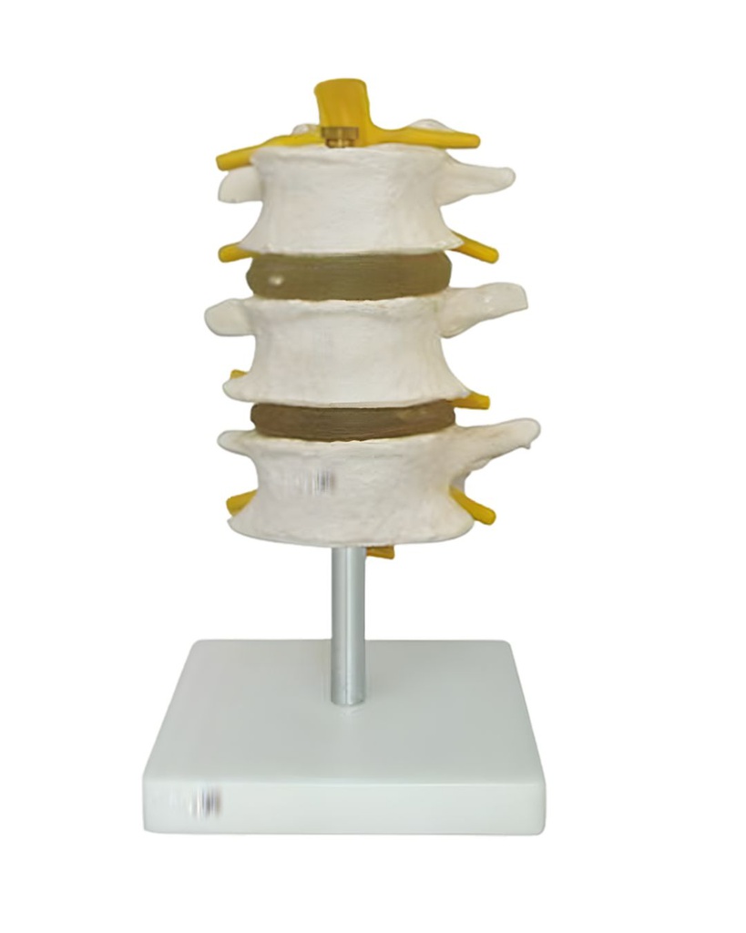 Anatomical model - 3 thoracic vertebrae on elastic mounting