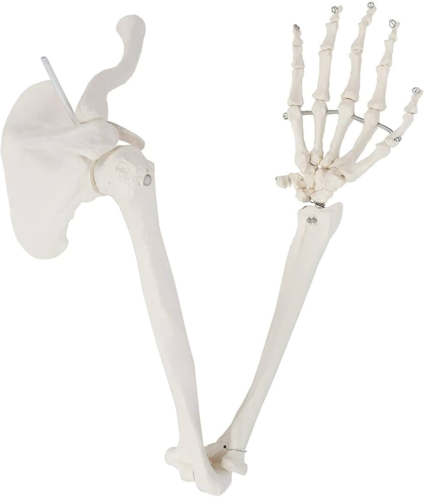Modèle anatomique - Squelette de bras avec ceinture scapulaire