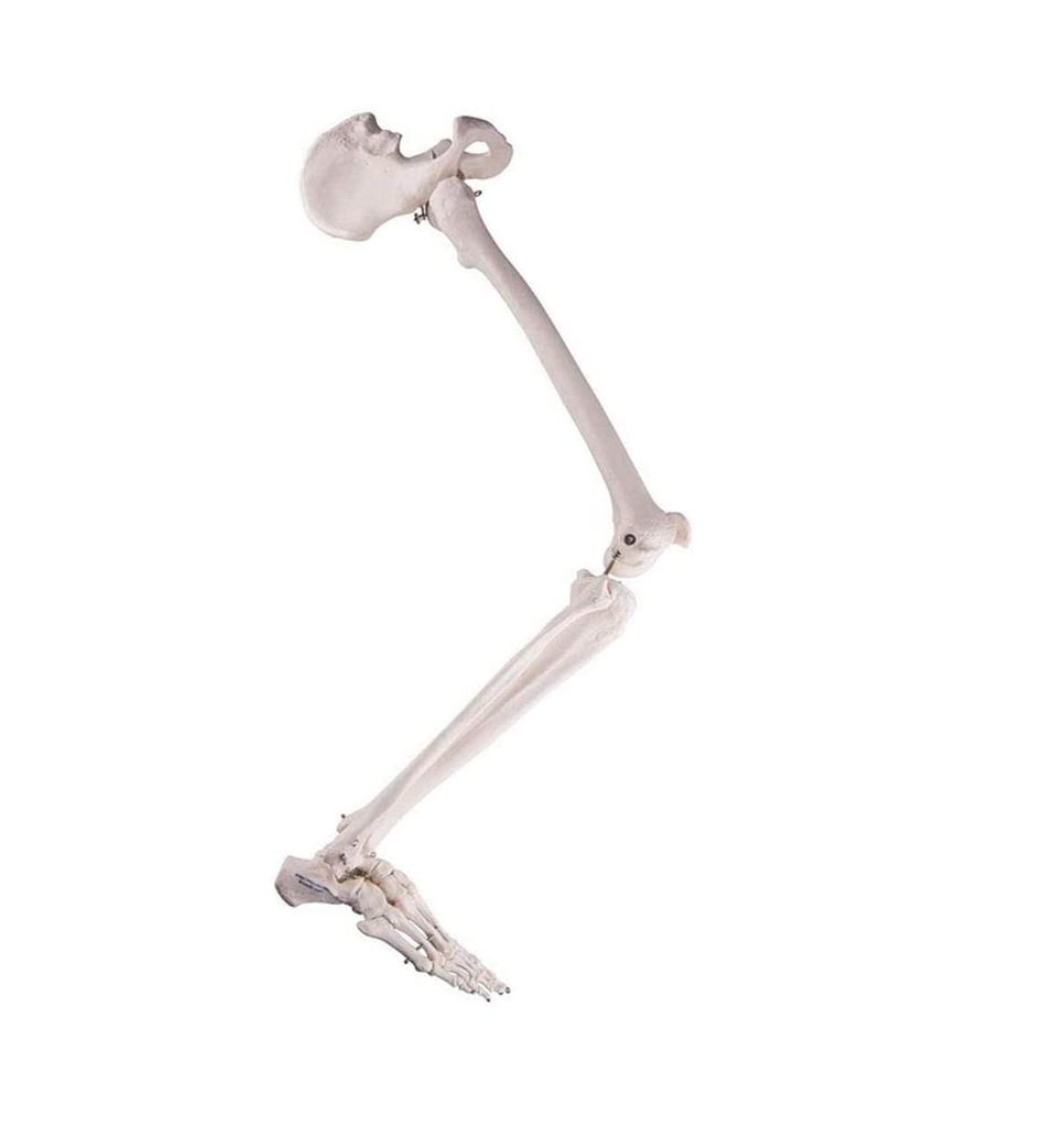 Modèle anatomique - Squelette de jambe avec moitié de bassin