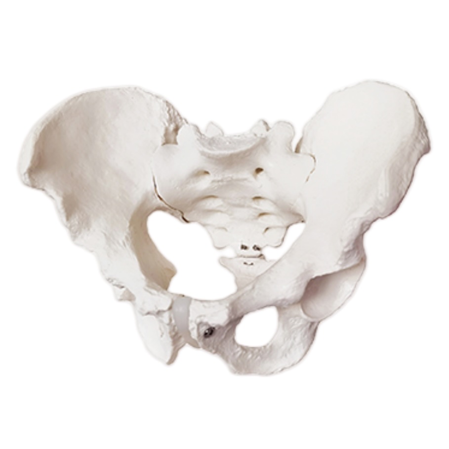 Modèle - Bassin masculin avec sacrum