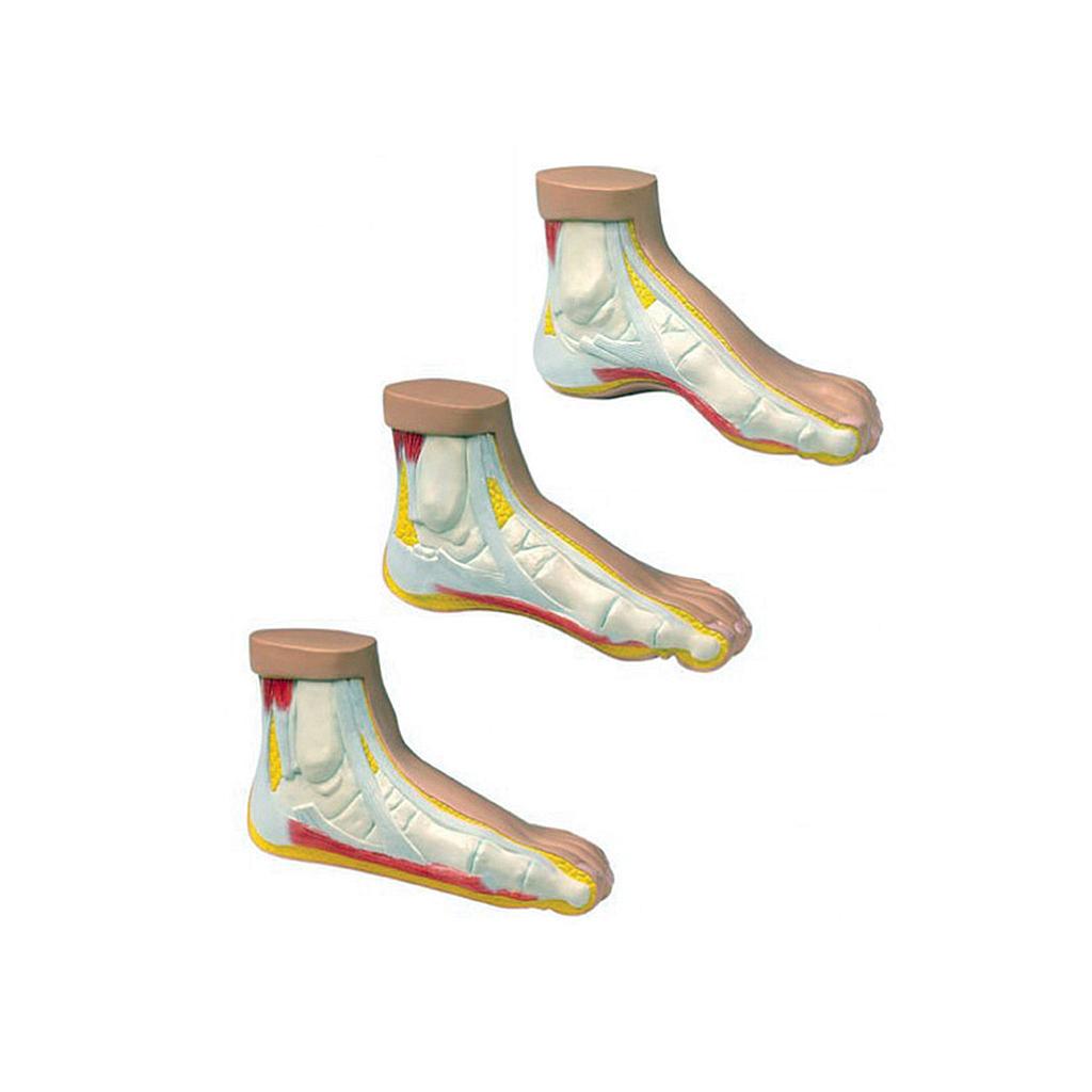 Anatomical set of three (3) miniature feet - Reg.: 171,00$