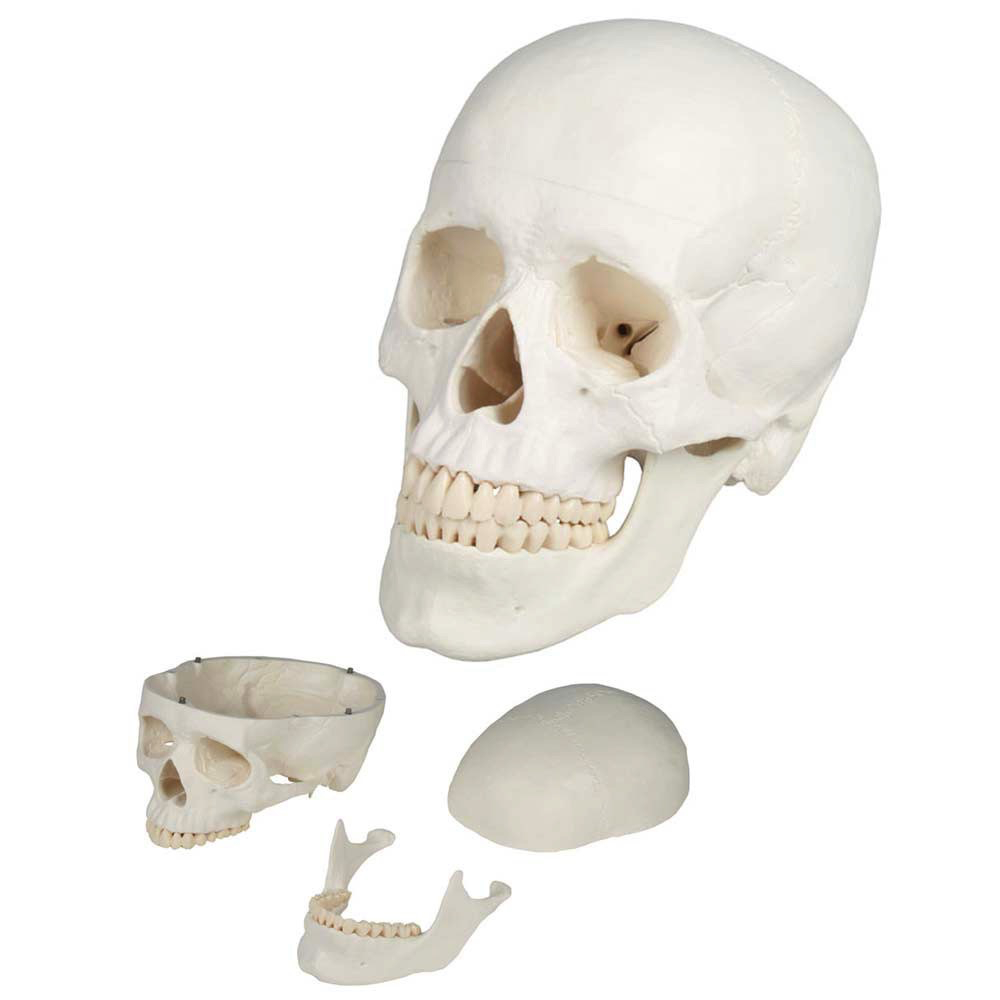 [110-409] Anatomical model - Human skull in three (3) pieces (Without numbering)