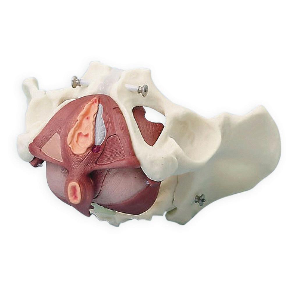 Modèle - Bassin féminin avec musculature du plancher pelvien - Rég.: 1550,00$