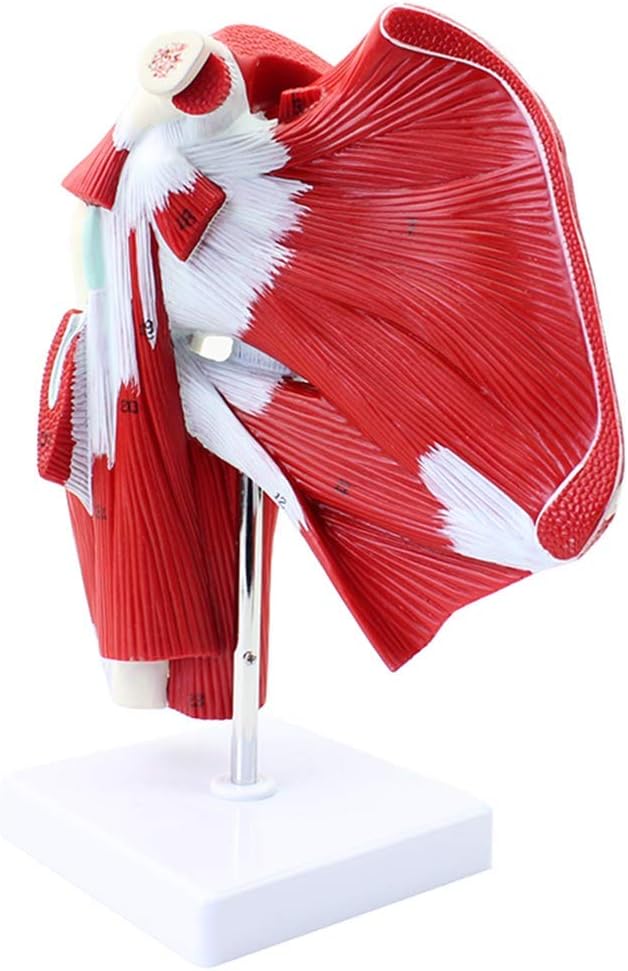 Modèle anatomique - Épaule avec muscles profonds