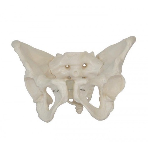 [111-923] Anatomical model - Adult female pelvis with sacrum