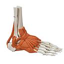 [115-430] Modèle anatomique - Squelette du pied flexible avec ligaments