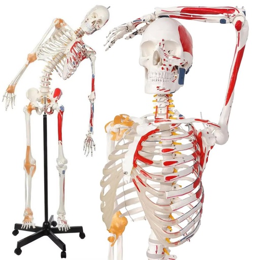 [122-663] Anatomical model - Skeleton with flexible spine, muscle markings and ligaments