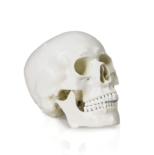 [122-673] Modèle anatomique - Crâne humain en trois (3) pièces 