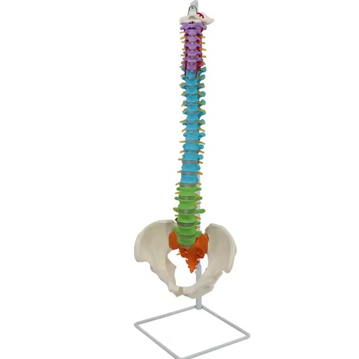 [122-686] Didactic colored flexible spine w/pelvis and nerves - 85 cm