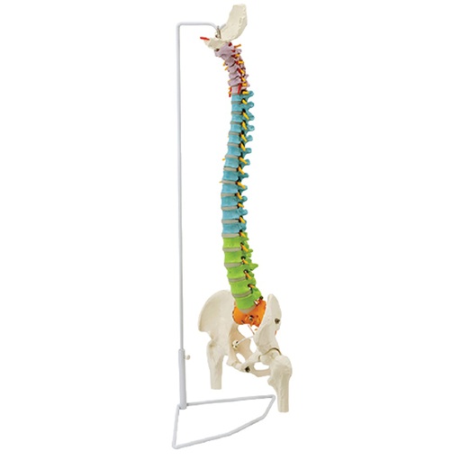 [122-688] Modèle - Colonne vertébrale didactique flexible de luxe avec têtes fémorales, 85 cm