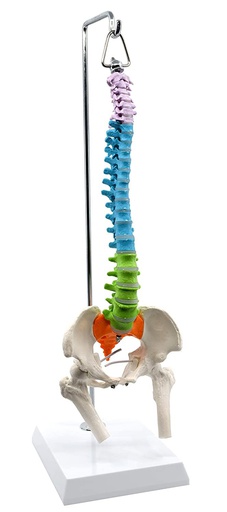 [122-691] Model - 45 cm flexible miniature spine with femurs and nerves, educational and colorful