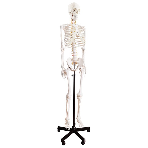 [122-869] Anatomical model - Basic Skeleton with nerves