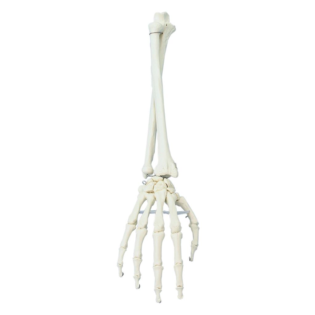 [110-504] Hand skeleton with forearm